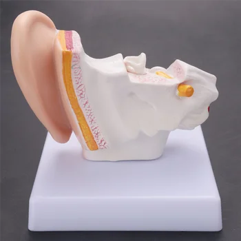 1,5-кратная модель анатомии человеческого уха, показывающая структуру органов центрального и наружного уха Учебные принадлежности