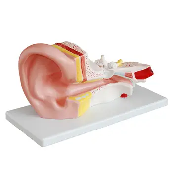 ПВХ 3X анатомия человеческого уха в натуральную величину Медицинская модель в 2 съемных секций